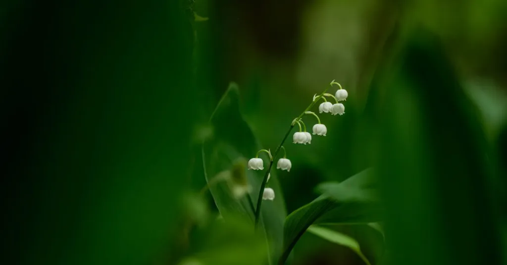 découvrez comment planter le muguet pour embellir votre jardin avec ces conseils faciles et pratiques, du choix du sol à l'entretien.