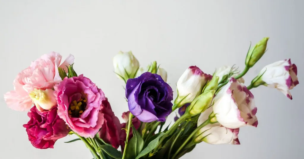 découvrez les techniques essentielles pour la culture du lisianthus, une fleur délicate et élégante, incluant les conseils sur la plantation, l'entretien et la floraison.