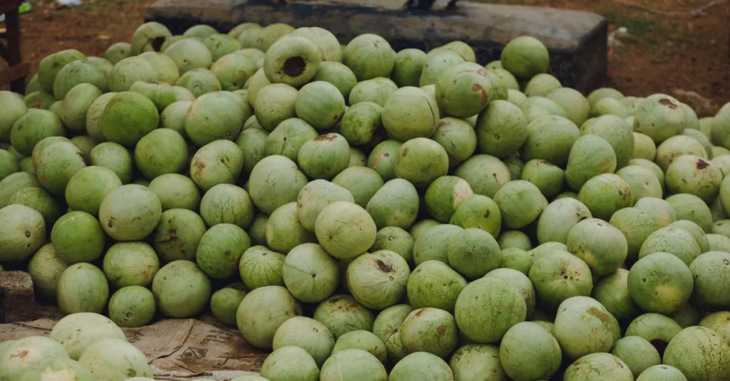 guide complet pour la plantation du melon : conseils pratiques, meilleures périodes, et astuces pour une récolte réussie.