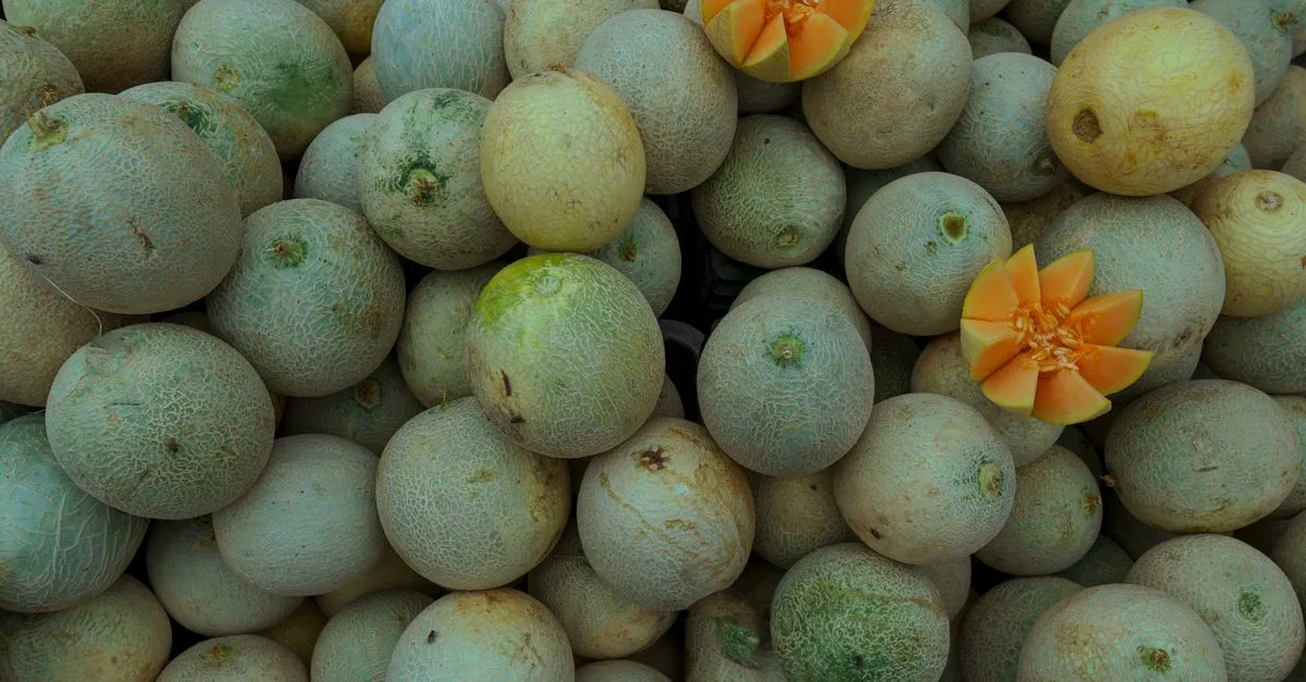 découvrez les techniques essentielles de taille du melon pour optimiser la croissance, améliorer la qualité des fruits et augmenter votre récolte.