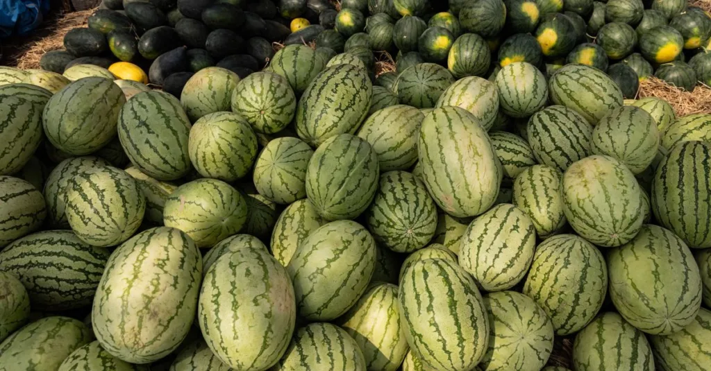 découvrez des techniques efficaces de taille du melon pour améliorer la qualité et le rendement de vos cultures de melon.