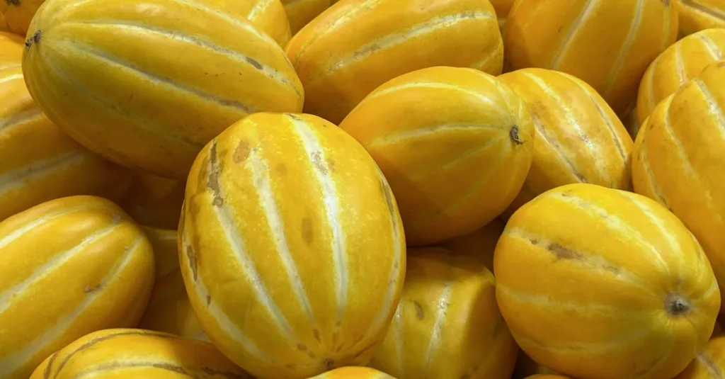 découvrez comment maximiser le rendement de vos plants de melon grâce à des conseils de culture efficaces et des techniques adaptées.