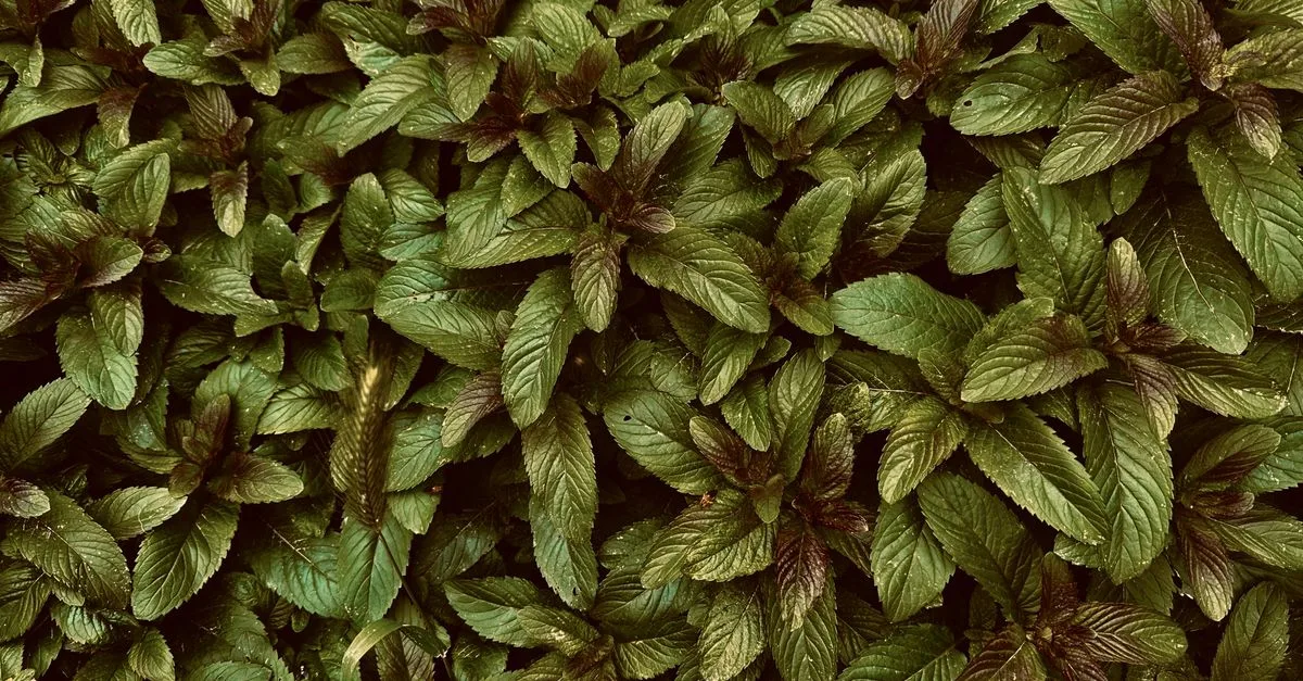 découvrez comment planter de la menthe facilement chez vous pour profiter de ses arômes frais et de ses bienfaits naturels.