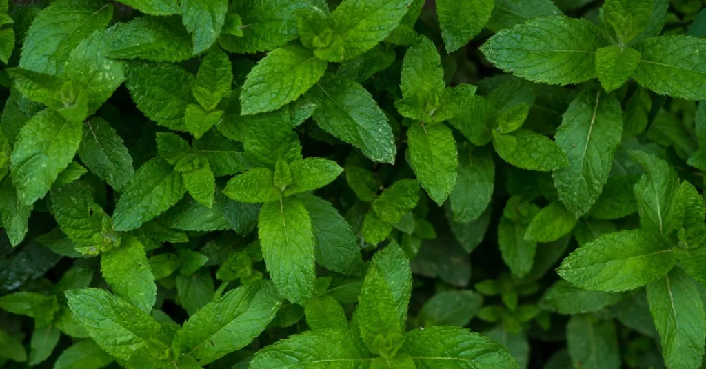 apprenez à planter de la menthe facilement grâce à nos conseils pratiques pour une culture réussie et une récolte abondante.