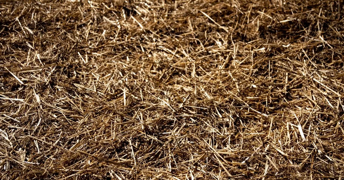 le mulching est une technique de jardinage consistant à recouvrir le sol avec des matériaux organiques ou inorganiques pour améliorer la fertilité, conserver l'humidité et protéger les plantes.
