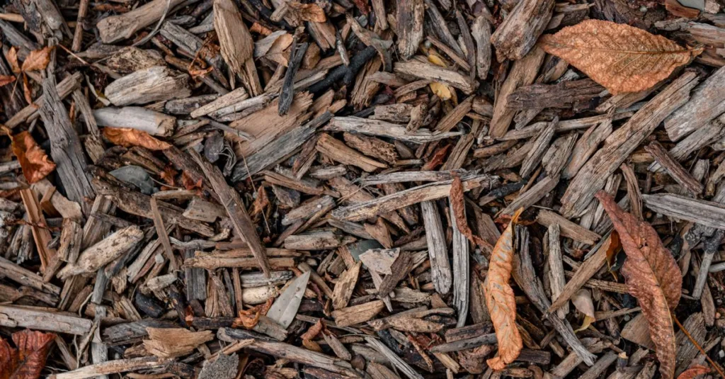 découvrez les avantages du mulching pour améliorer la santé de votre sol, réduire l'arrosage et favoriser la croissance de vos plantes de manière naturelle.