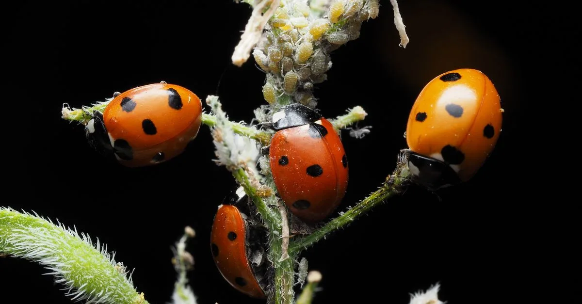 découvrez des répulsifs naturels contre les pucerons pour protéger vos plantes efficacement et sans produits chimiques.
