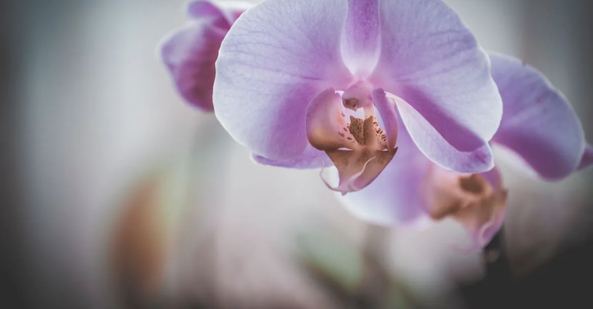 découvrez à quelle fréquence arroser vos orchidées pour les garder en pleine santé et favoriser leur floraison.