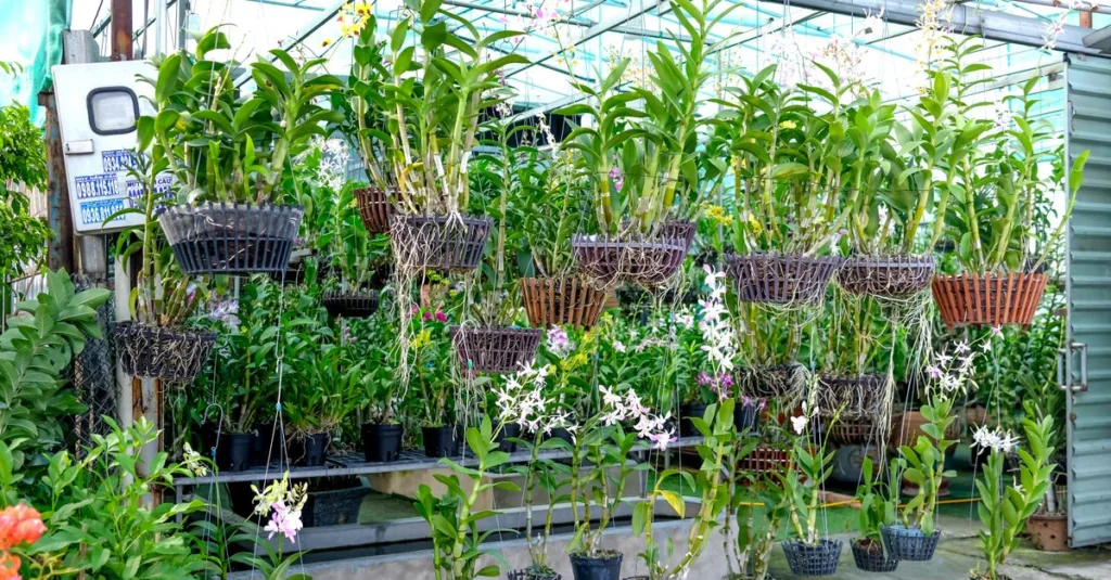 découvrez à quelle fréquence arroser vos orchidées pour qu'elles restent belles et en bonne santé. conseils d'arrosage adaptés à chaque type d'orchidée.