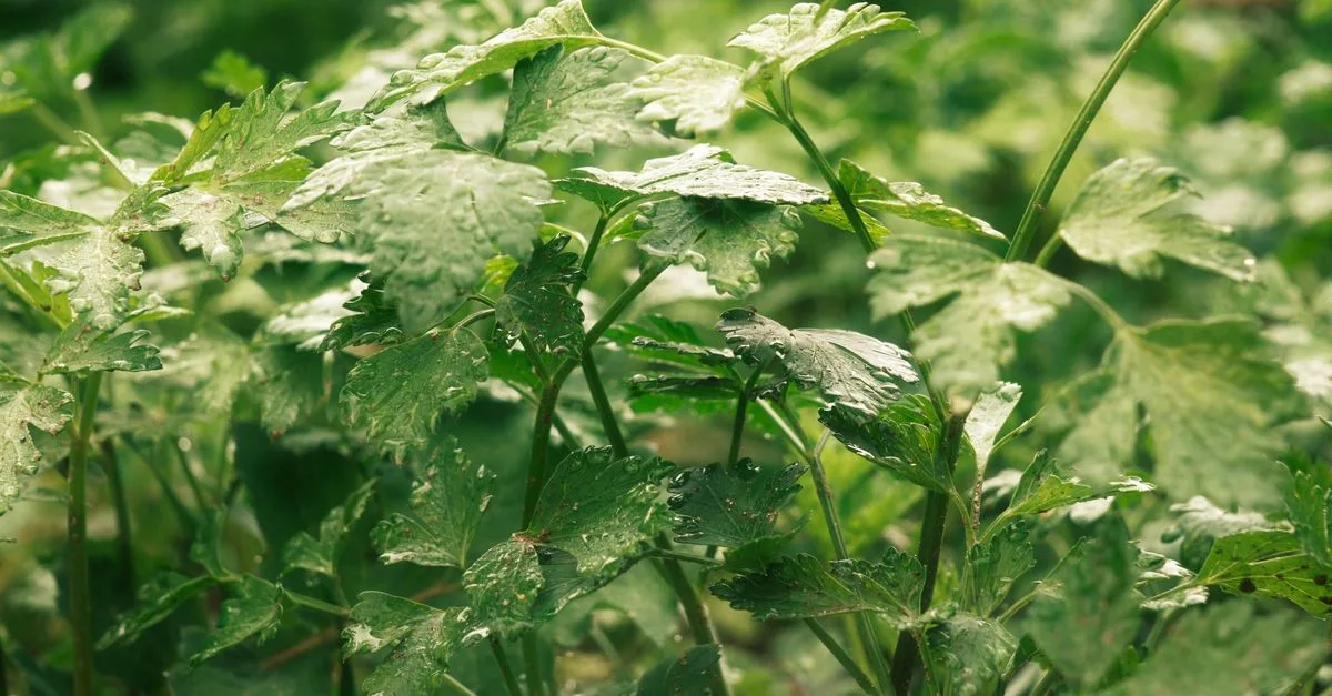 découvrez le meilleur moment pour planter le persil afin d'assurer une croissance optimale et une récolte abondante.