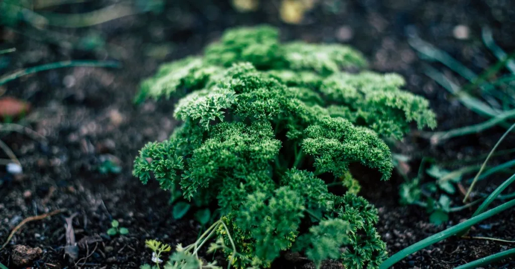découvrez le meilleur moment pour planter le persil afin d'assurer une croissance optimale et une récolte abondante dans votre jardin.