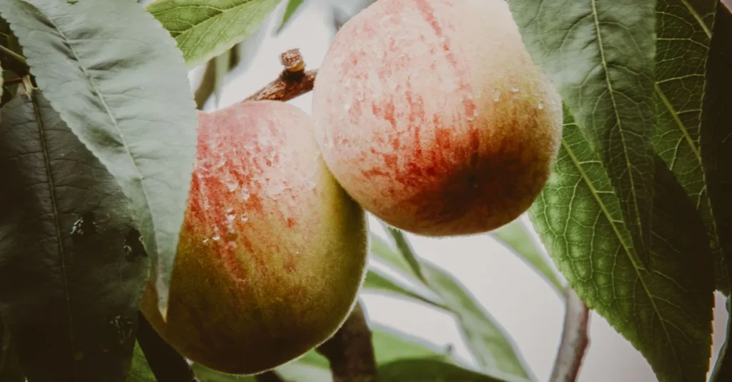 découvrez les meilleures méthodes pour traiter le mildiou de la feuille de pêcher et protéger vos arbres fruitiers efficacement.