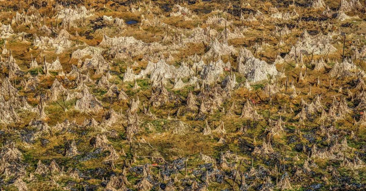 découvrez tout sur la tourbe : formation, utilisation et impact environnemental de cette matière organique essentielle.
