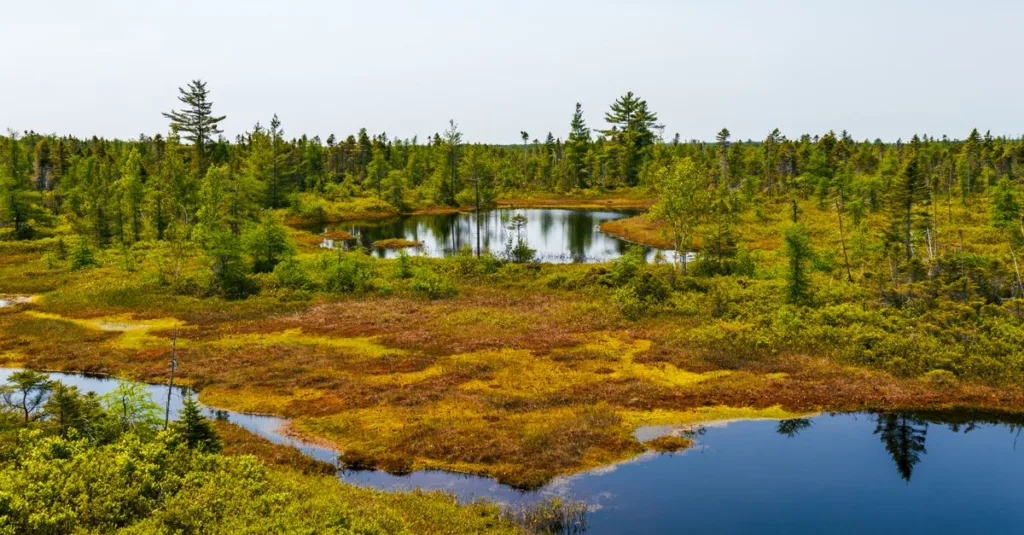 découvrez tout ce que vous devez savoir sur la tourbe (peat) : formation, utilisation, avantages et impact environnemental.