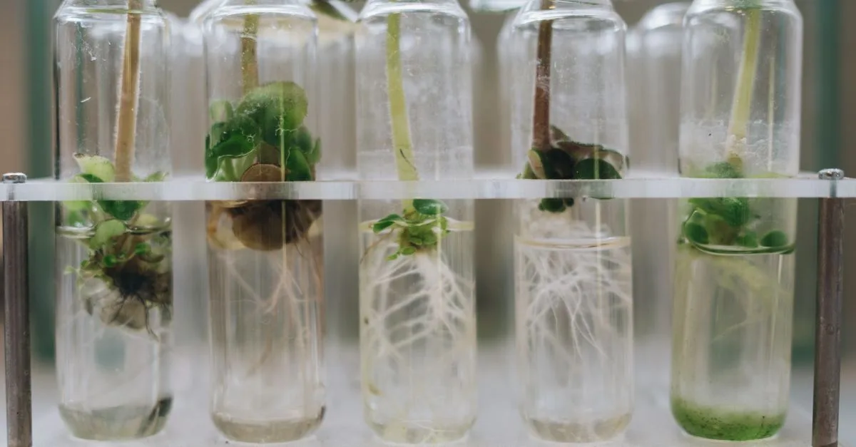 découvrez tout sur la propagation : mécanismes, types et impacts dans différents domaines comme la science, la technologie et la nature.