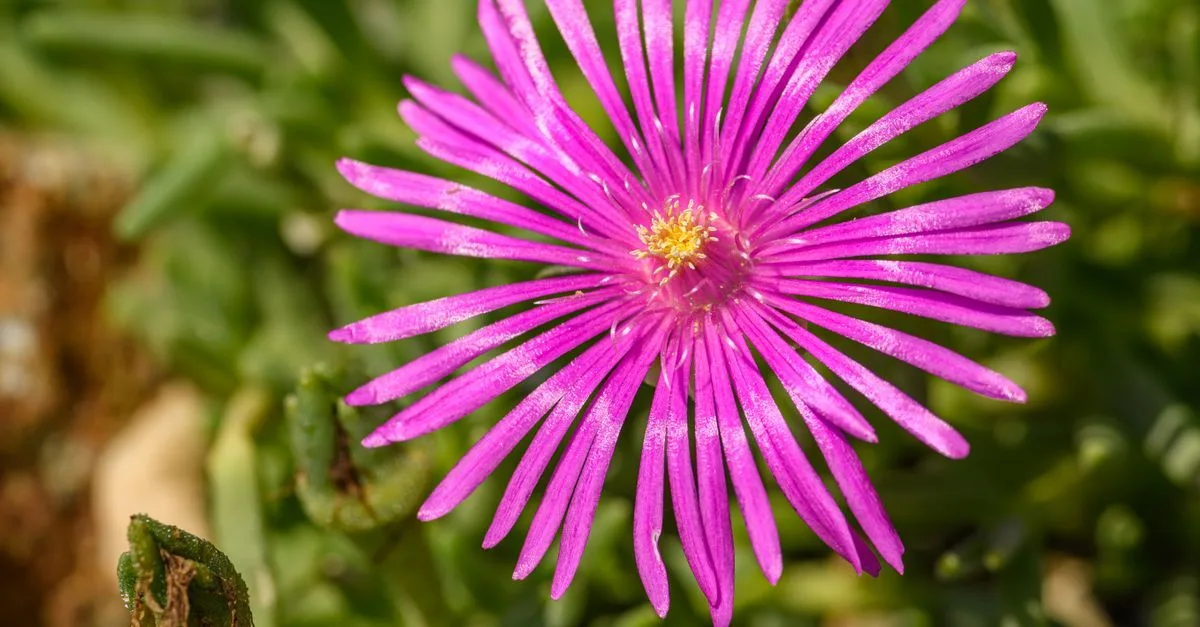découvrez les bienfaits du pourpier, une plante riche en nutriments, antioxydants et bénéfique pour la santé cardiovasculaire et la digestion.