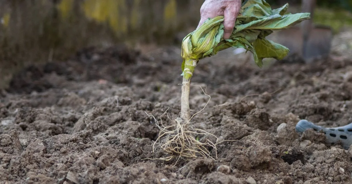 découvrez comment planter de la rhubarbe facilement dans votre jardin avec nos conseils pratiques pour réussir sa culture et profiter d'une récolte abondante.