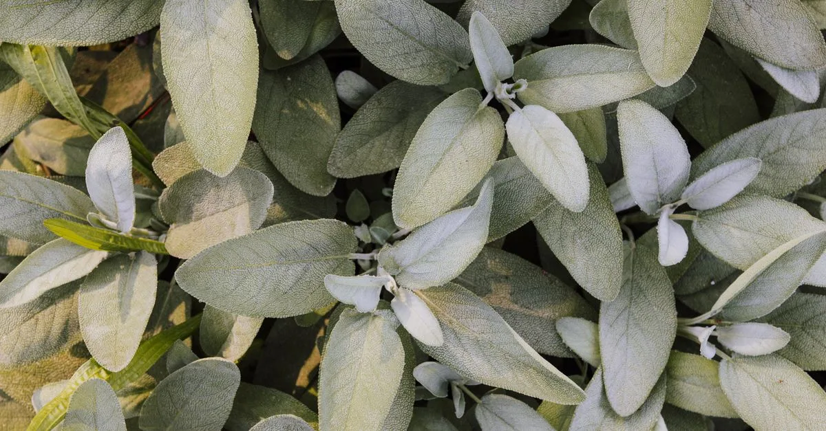 découvrez les meilleures techniques de taille du sauge pour favoriser une croissance saine et abondante de vos plantes aromatiques.