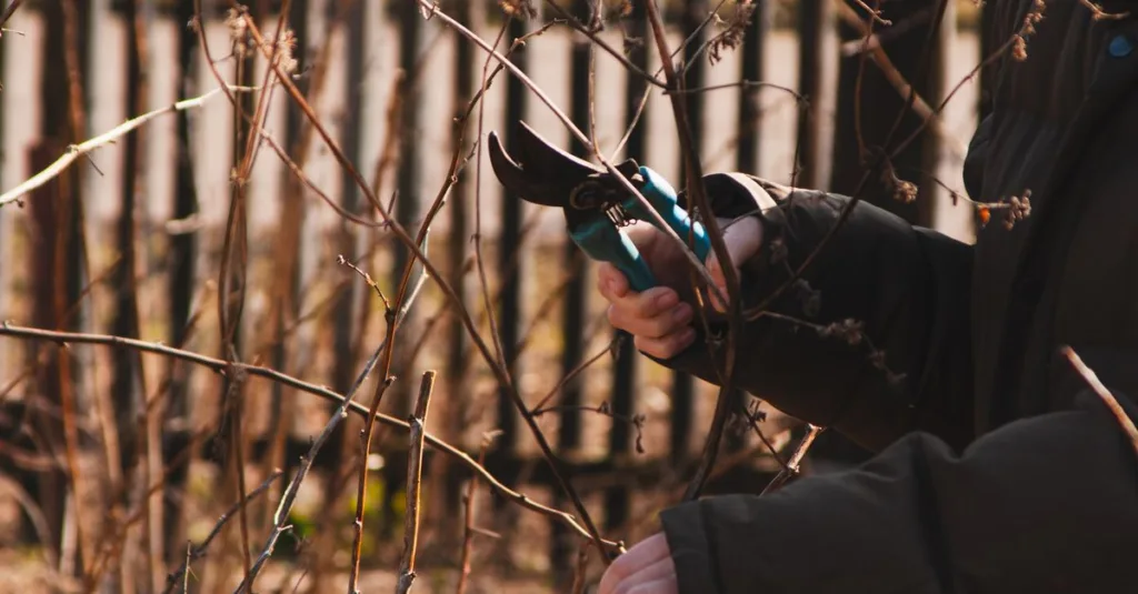 découvrez les meilleures techniques de taille de la sauge pour favoriser une croissance saine et abondante dans votre jardin.