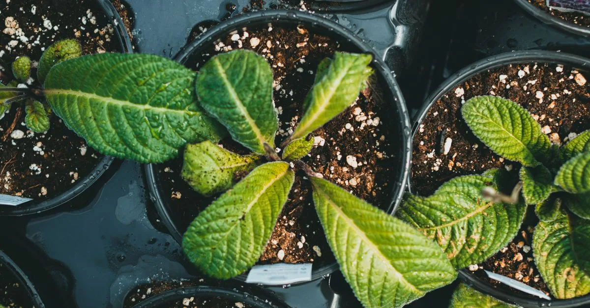 découvrez le terreau idéal pour vos semis : un sol riche et équilibré pour favoriser la croissance saine de vos jeunes plants.