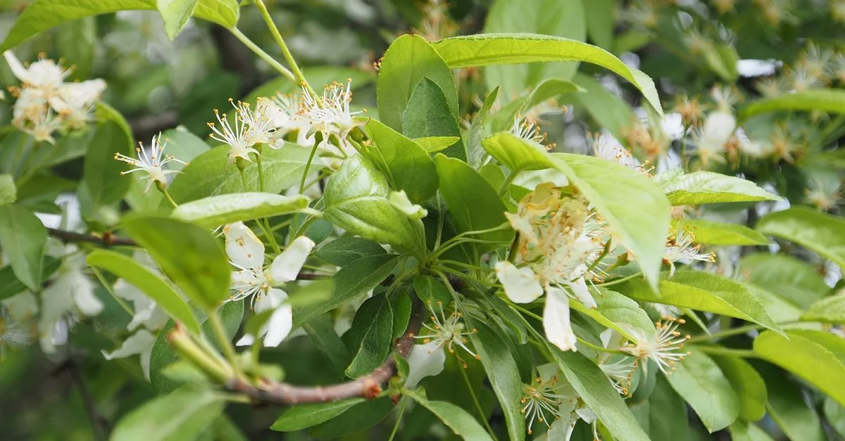 découvrez le serviceberry, un arbuste aux baies savoureuses et riches en nutriments, idéal pour vos plantations et vos recettes naturelles.