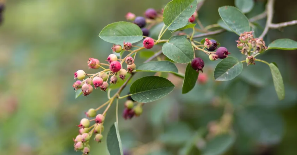 découvrez le serviceberry, un fruit savoureux et polyvalent, idéal pour vos recettes et jardins. apprenez ses bienfaits, comment le cultiver et l'utiliser au quotidien.