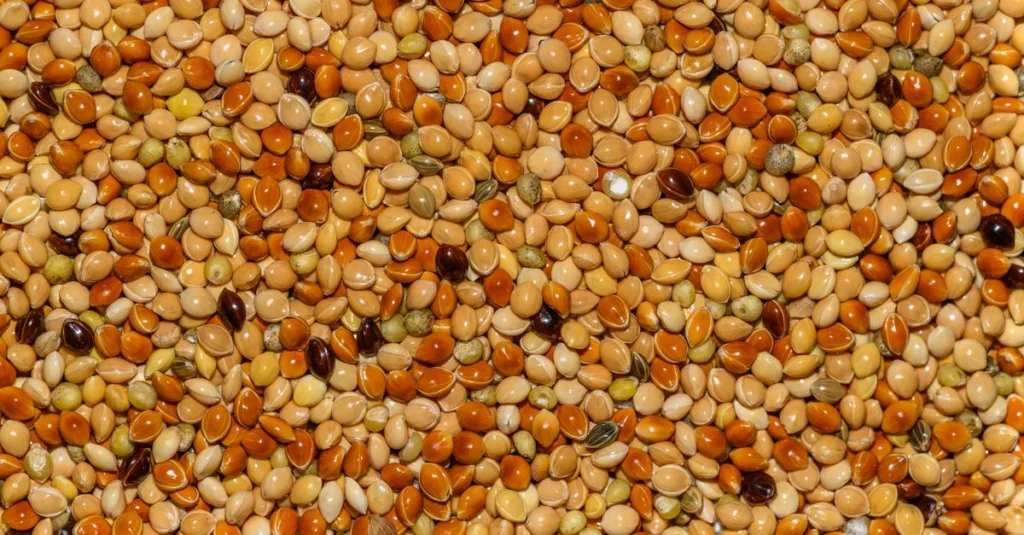 découvrez les techniques essentielles pour la culture du sorgho, de la préparation du sol à la récolte, afin d'optimiser vos rendements agricoles.