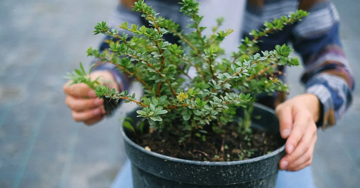découvrez comment planter et entretenir le millepertuis pour embellir votre jardin avec cette plante aux nombreuses vertus médicinales.