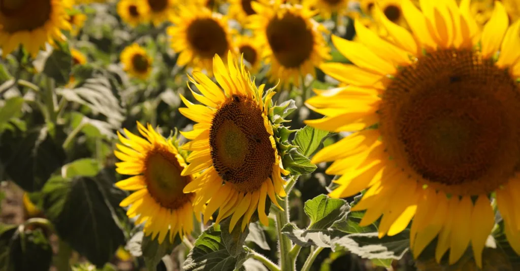 découvrez les meilleures pratiques pour la culture du tournesol, de la préparation du sol à la récolte, pour obtenir une production optimale et de qualité.