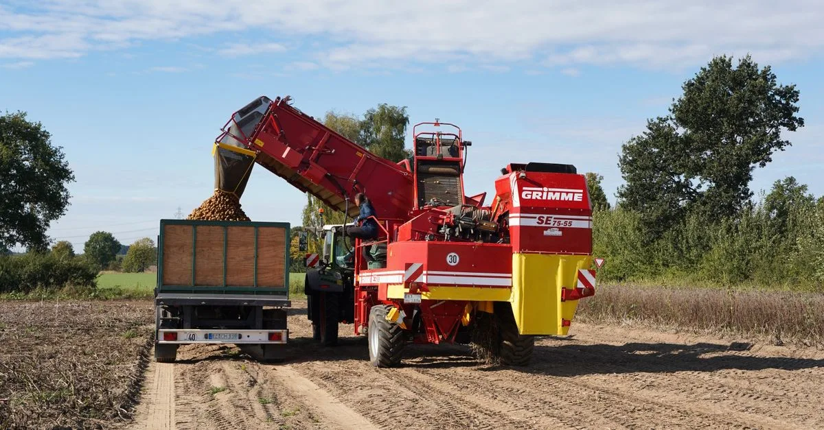 découvrez les techniques et conseils pour la culture de la patate douce en france, adaptée au climat local pour une récolte réussie.