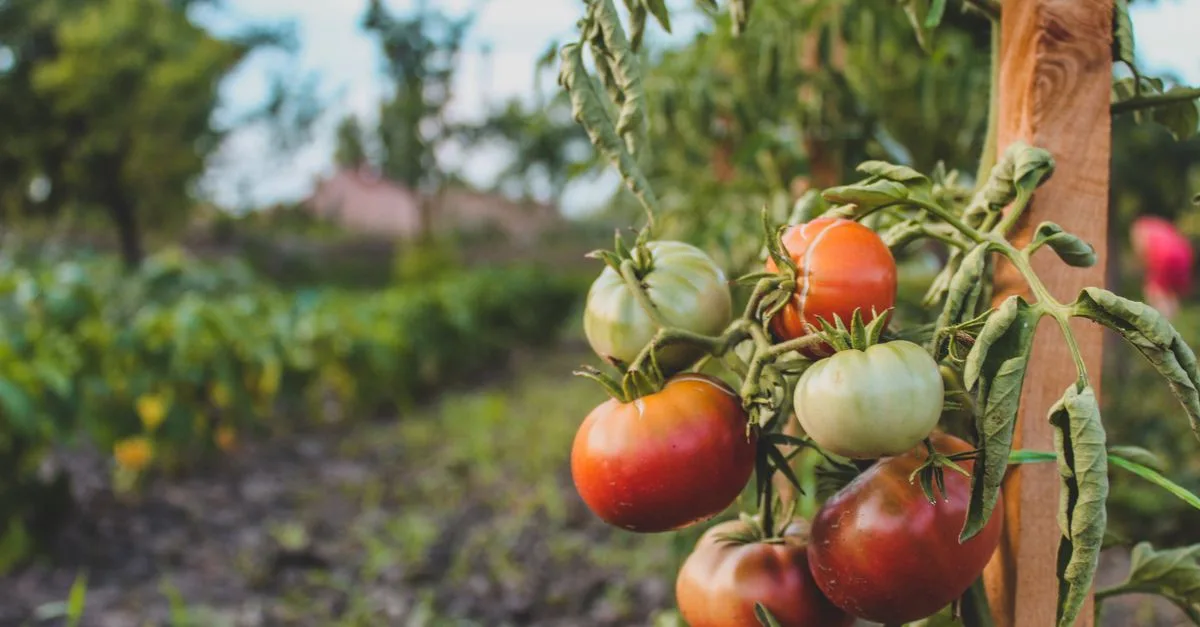 calendrier de plantation des tomates : guide pratique pour semer, planter et récolter vos tomates au bon moment tout au long de l'année.