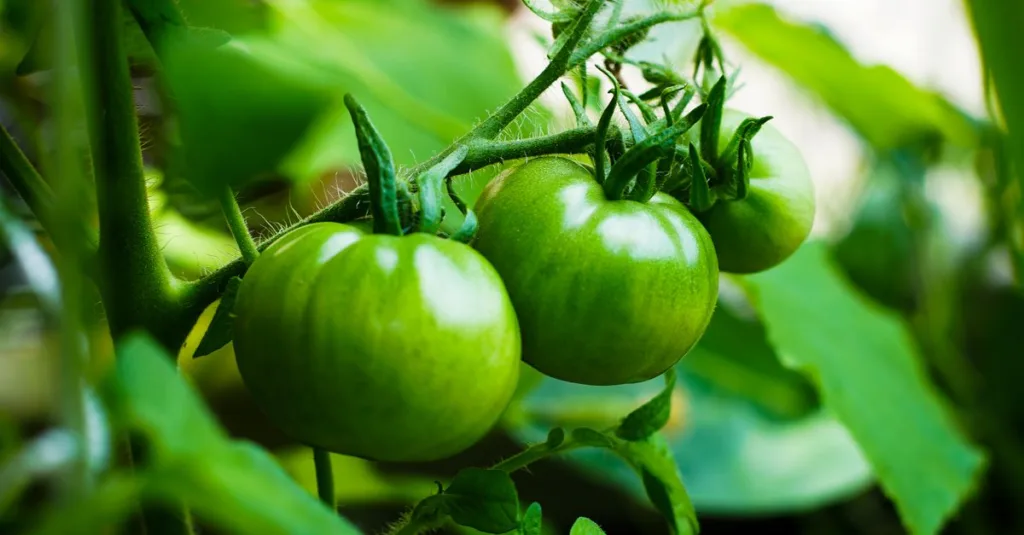 calendrier de plantation des tomates : guide complet pour semer et planter vos tomates au bon moment pour une récolte optimale.