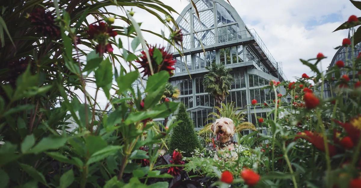 découvrez les plantes toxiques pour les chiens et apprenez à protéger votre compagnon des dangers végétaux courants. guide complet pour assurer leur sécurité.