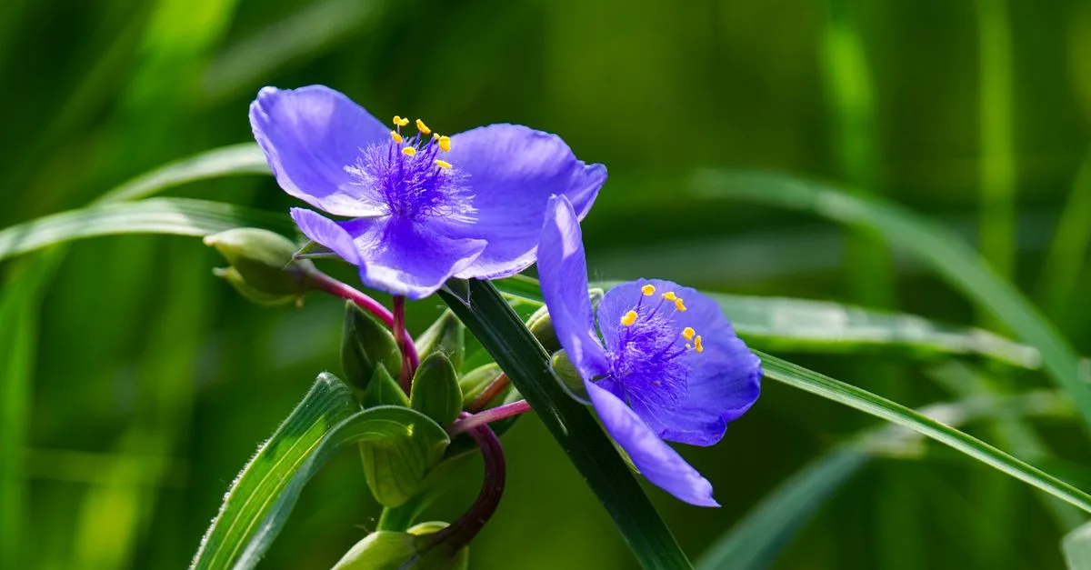 guide complet pour l'entretien du tradescantia en intérieur : conseils d'arrosage, lumière, température et entretien pour une plante saine et décorative.
