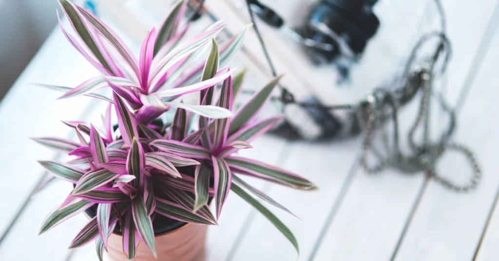 découvrez comment prendre soin du tradescantia à l'intérieur : conseils d'arrosage, d'exposition à la lumière et d'entretien pour une plante saine et décorative.