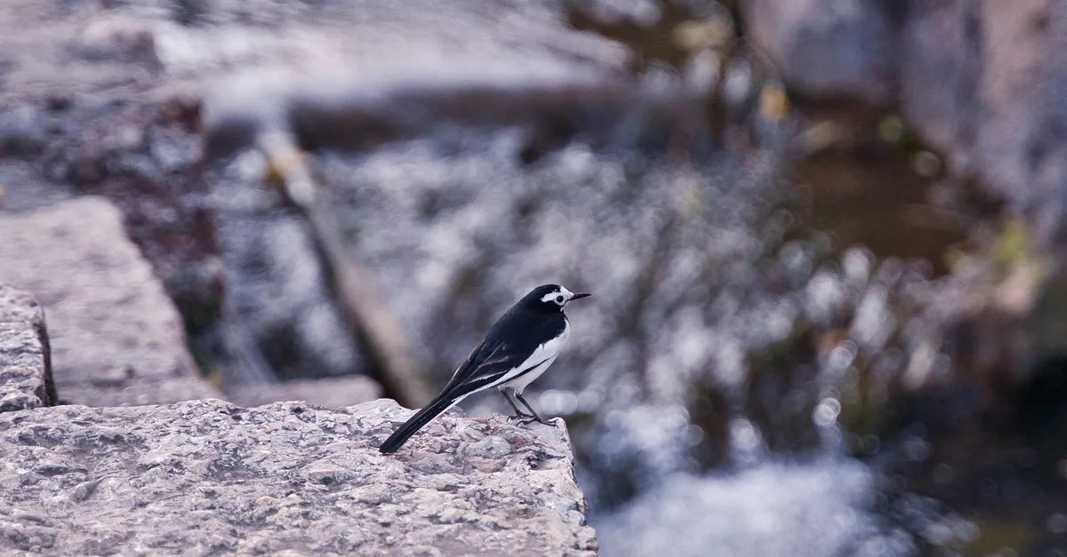 wagtail est un système de gestion de contenu open source puissant et flexible, idéal pour créer et gérer facilement des sites web modernes et performants.