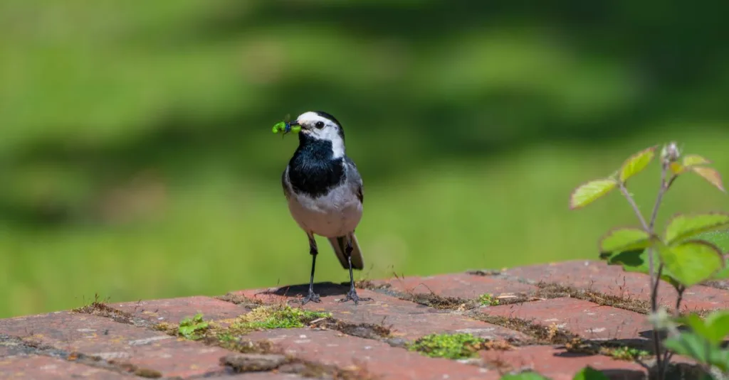 wagtail est un système de gestion de contenu (cms) open source puissant et flexible, idéal pour créer des sites web modernes et performants.