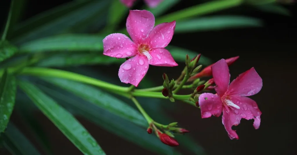 découvrez la fréquence d'arrosage idéale pour le laurier-rose afin d'assurer une croissance saine et une floraison abondante toute l'année.