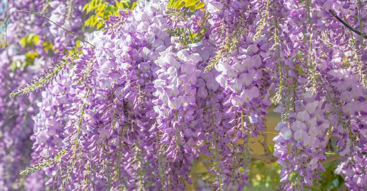 découvrez la meilleure période pour planter la glycines afin d'assurer une croissance optimale et une floraison magnifique.