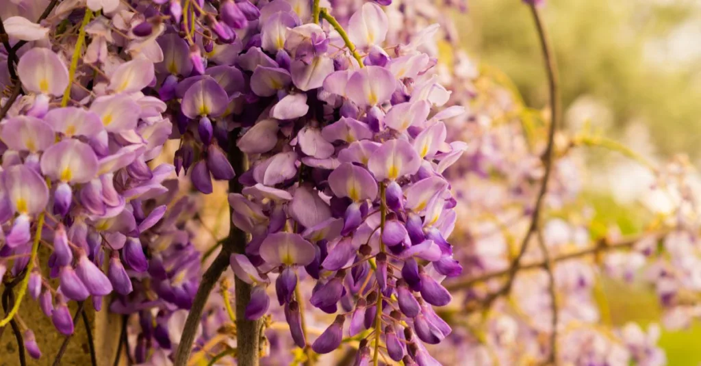 découvrez le meilleur moment pour planter la glycine afin d'assurer une croissance optimale et une floraison spectaculaire dans votre jardin.