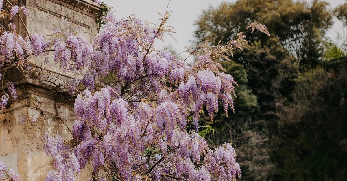 découvrez comment tailler la glycines pour favoriser une belle floraison et la santé de votre plante grâce à nos conseils de taille adaptés.