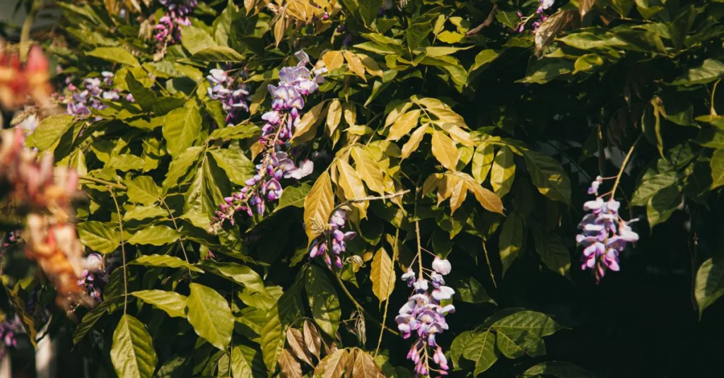 découvrez comment tailler la glycine (wisteria) pour favoriser une croissance saine et une floraison abondante, avec des conseils pratiques et les meilleures périodes pour la taille.