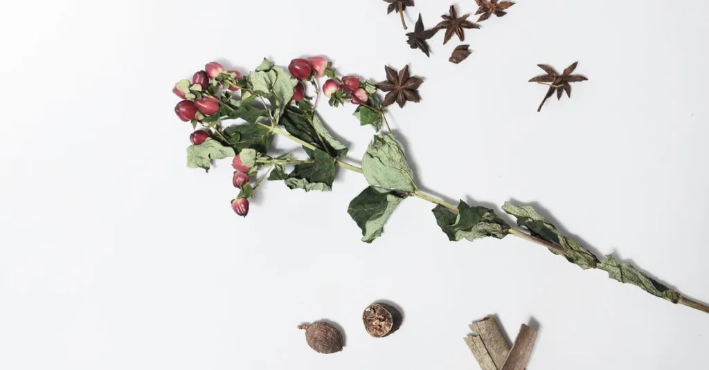 découvrez les plantes aromatisées à l'anis, connues pour leur saveur délicate et leur utilisation en cuisine et en phytothérapie.