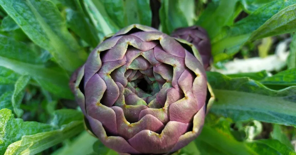 découvrez comment planter des artichauts facilement avec nos conseils pratiques pour un jardin productif et savoureux.