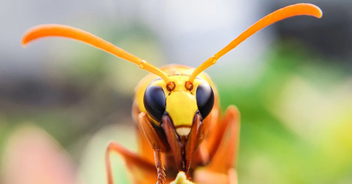 service professionnel d'élimination du frelon asiatique pour protéger votre habitat et votre jardin en toute sécurité.