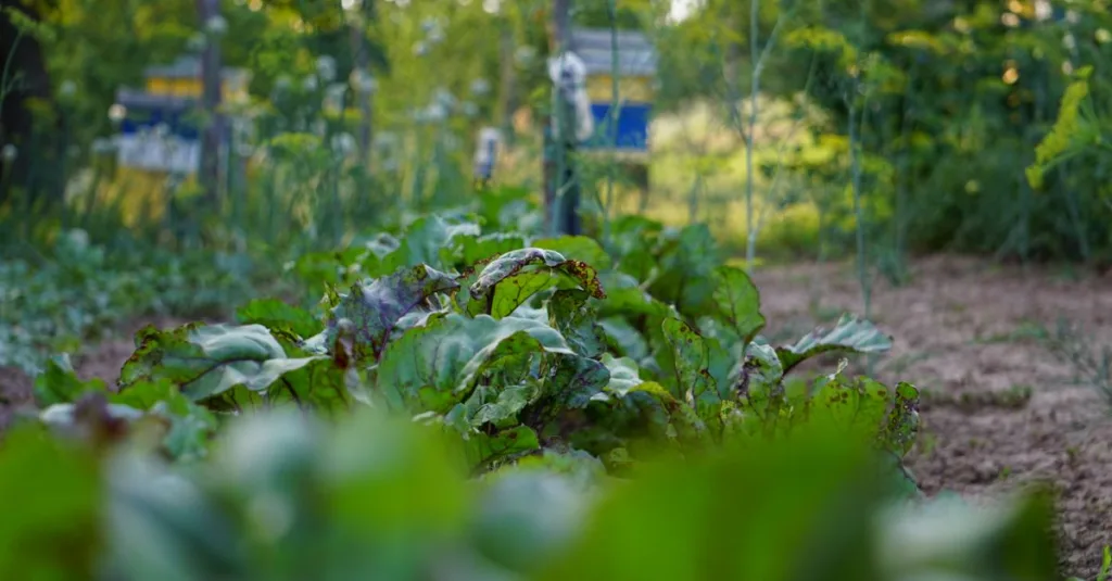 conseils pratiques pour semer la betterave : quand et comment planter vos graines de betterave pour une récolte abondante et réussie.