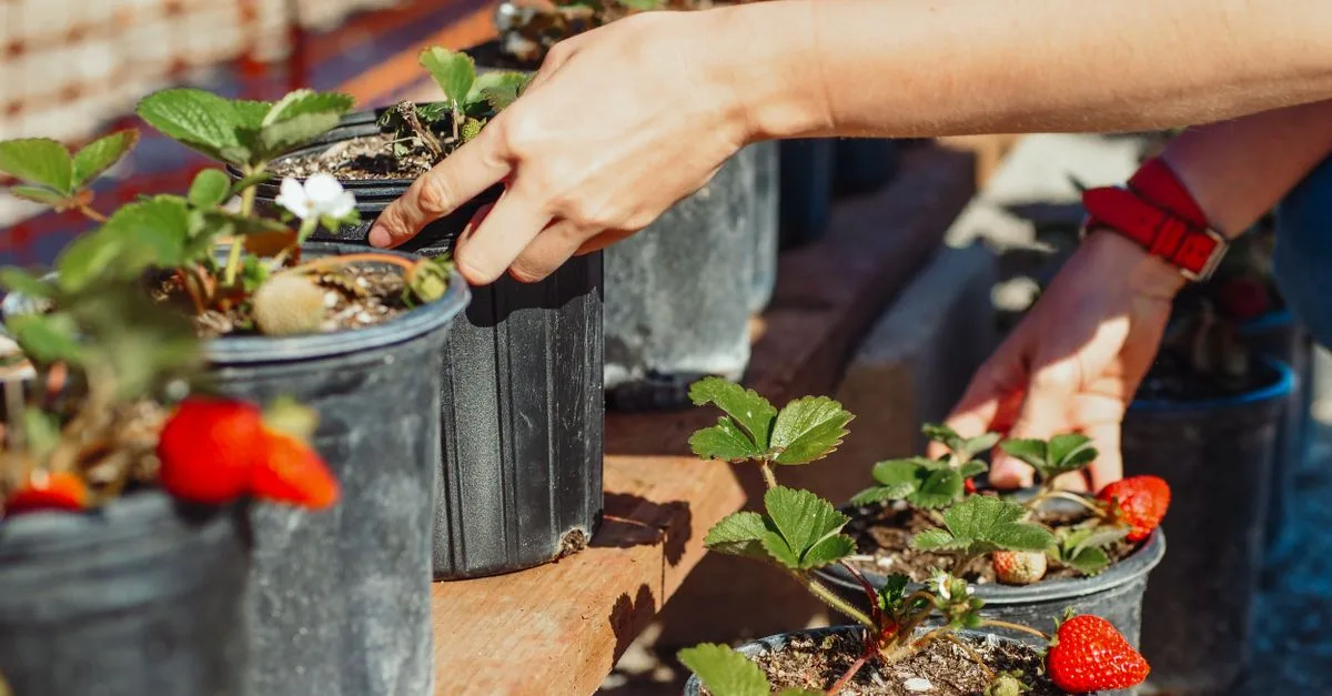 découvrez les meilleurs engrais pour fraises afin d'obtenir des fruits savoureux et une récolte abondante. conseils et recommandations pour choisir le fertilisant idéal.