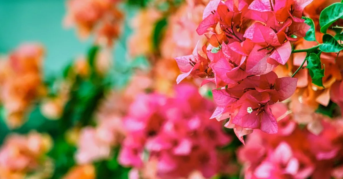 découvrez comment protéger votre bougainvillier en hiver grâce à nos conseils pratiques pour garantir sa survie et sa floraison au printemps.