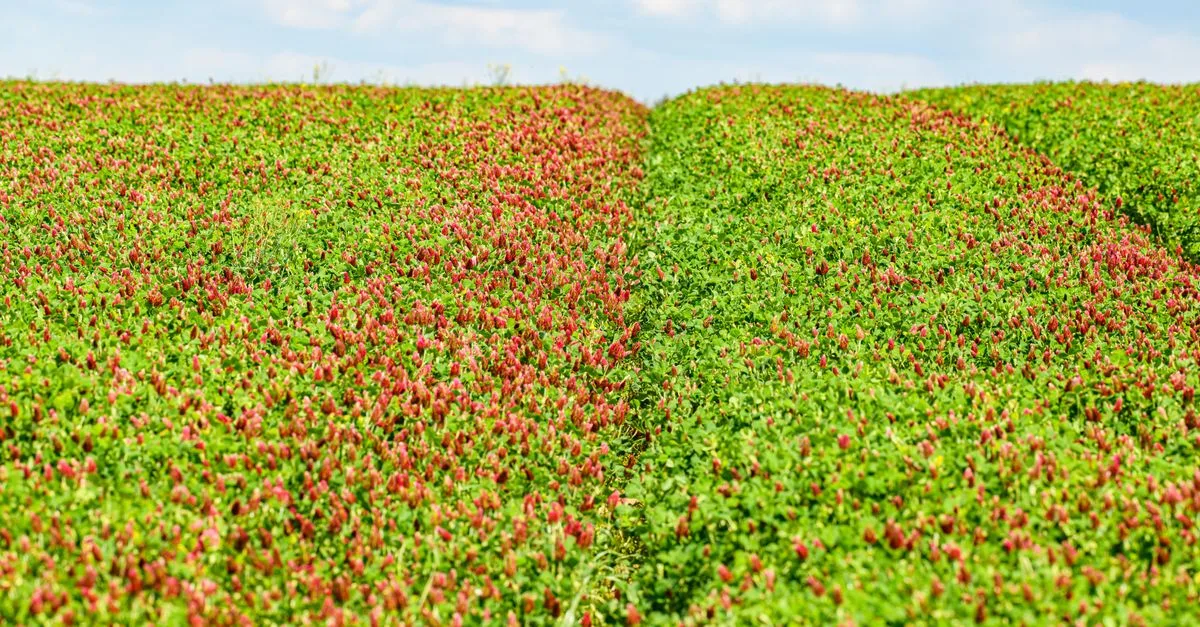 découvrez le trèfle écarlate, une plante idéale pour améliorer la qualité du sol, attirer les pollinisateurs et embellir votre jardin avec ses fleurs rouges éclatantes.