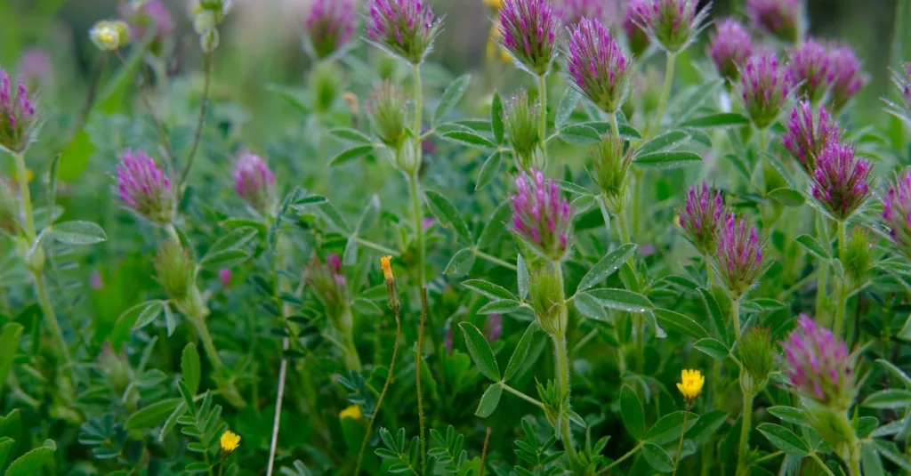 découvrez le trèfle écarlate, une plante annuelle appréciée pour son éclatante floraison rouge, idéale pour améliorer la fertilité du sol et attirer les pollinisateurs.
